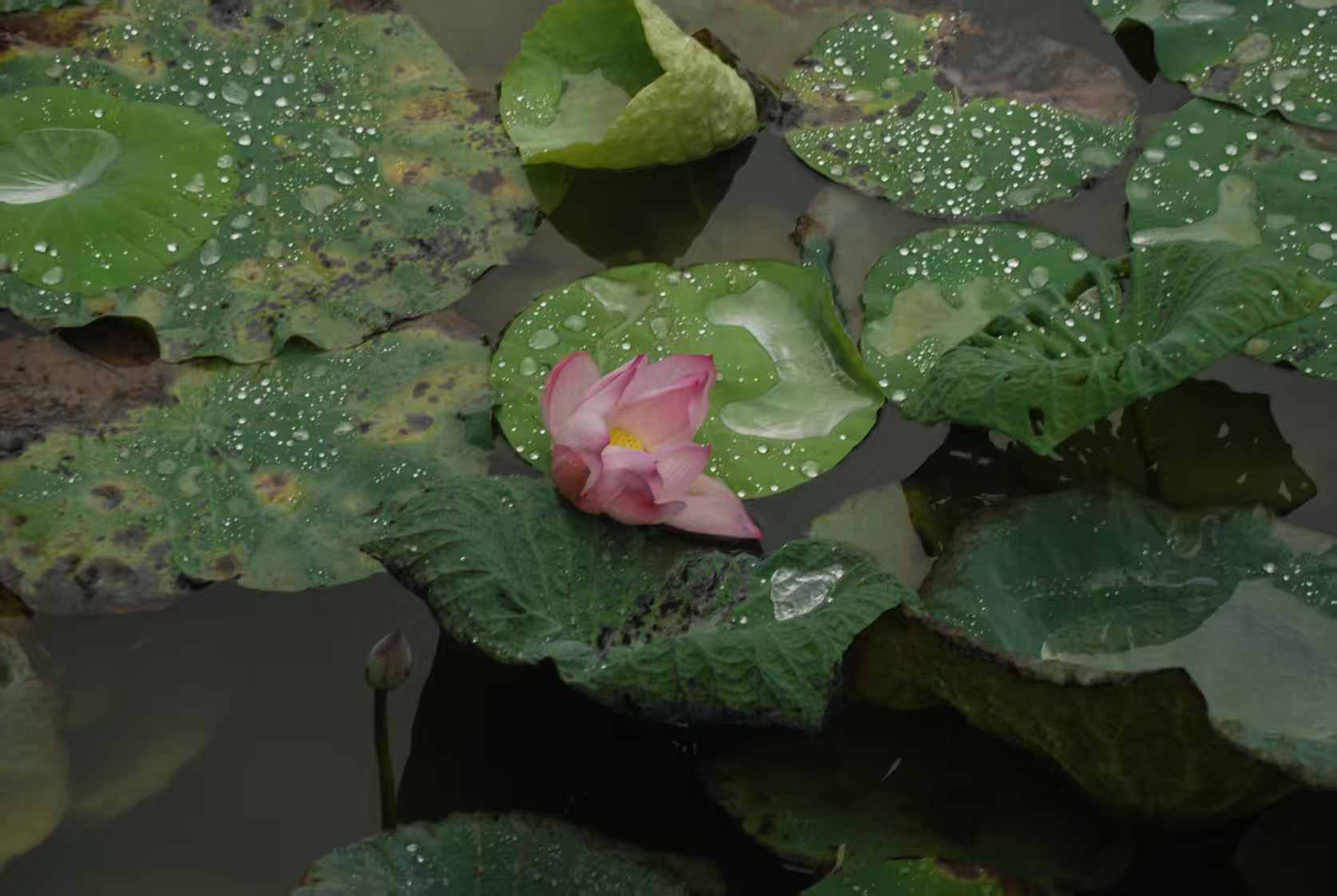 拍不出雨中荷花的那种美感